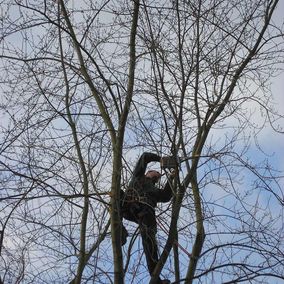 Boomverzorging tuin